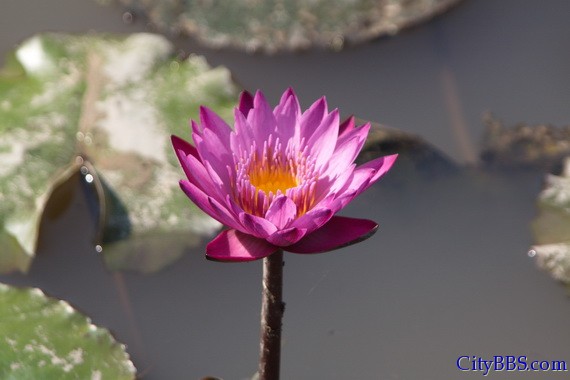 鲜花盛开之花样清迈