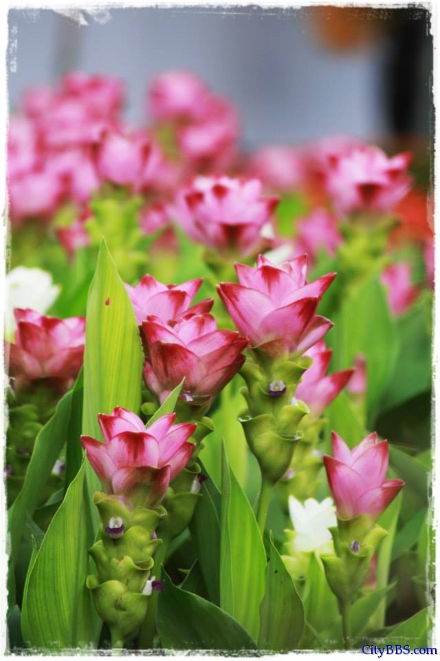 清迈皇家花博会 Royal Flower Flora 