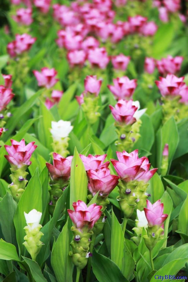 清迈皇家花博会 Royal Flower Flora 