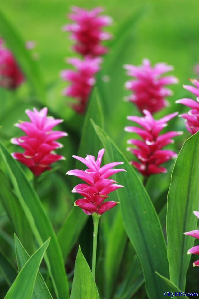 清迈皇家花博会 Royal Flower Flora 