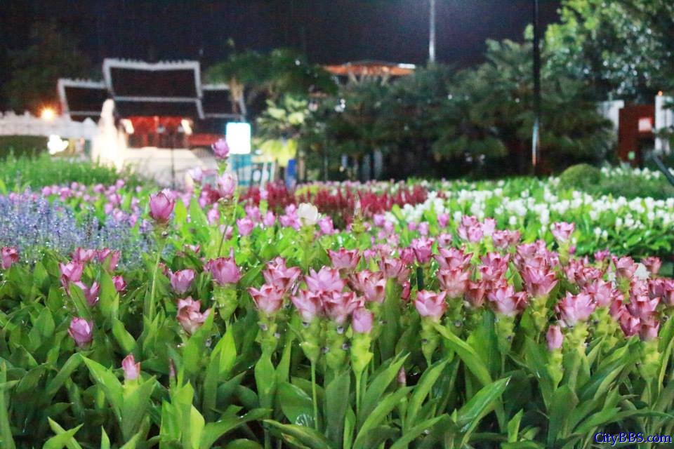 清迈旅游风情_Chiang Mai Travel