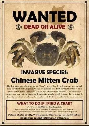 华人海边捡生蚝惹麻烦 随便捡小心罚到你哭.jpg
