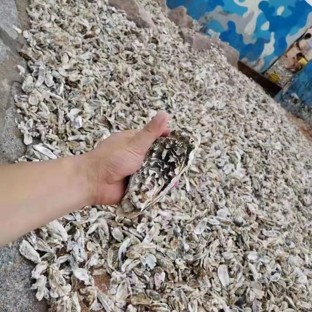 台风过后青岛海滩上全是海鲜