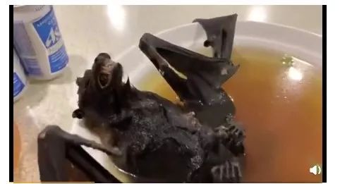 武汉肺炎始发地华南海鲜市场的照片，触目惊心37.jpeg