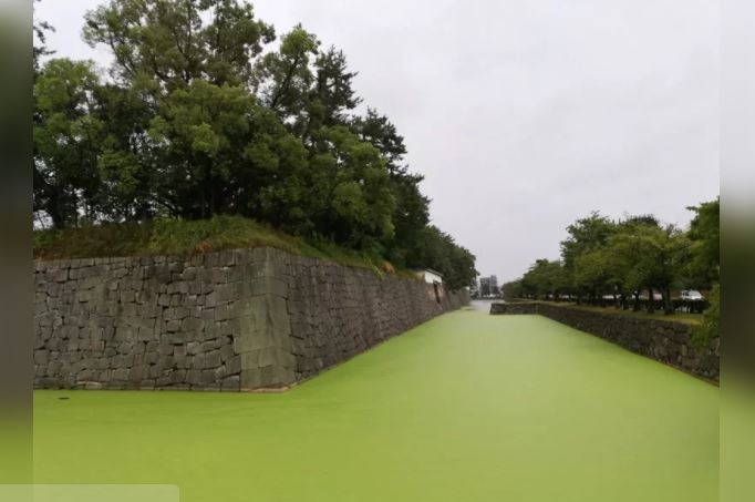 京都百年古迹护城河变抹茶.jpg