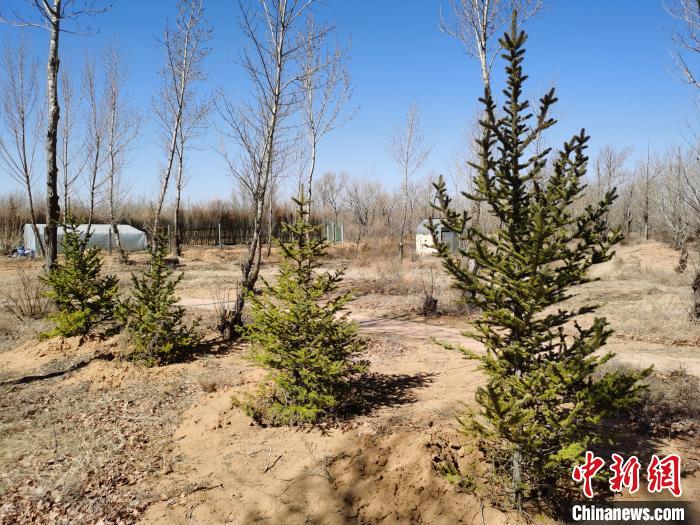 毛乌素沙地的绿色