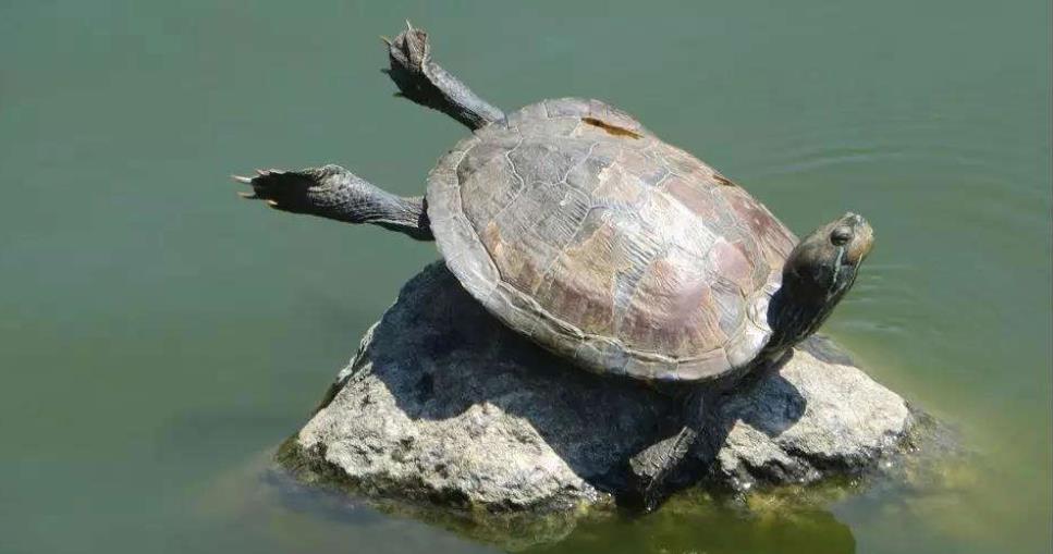 没壳别瞎晒