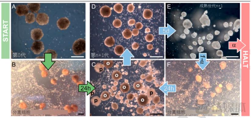 Xenobots成为全球第一个被发现以这种方式繁殖的多细胞生物体