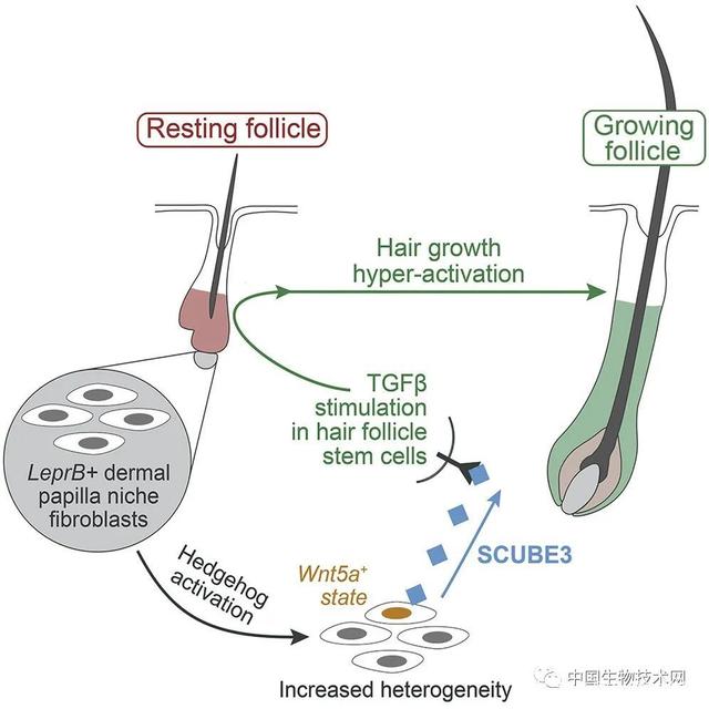 SCUBE3可以驱动毛发过度生长