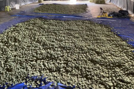 警方在现场查获的大麻