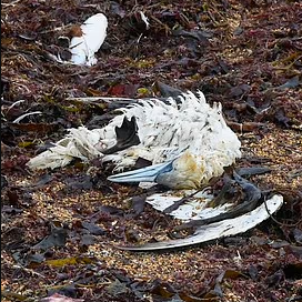H5N1已经从禽类开始感染哺乳动物，科学家认为不同流感病毒将被混合容器，可能会释放出对人类 更有害的新变 ...