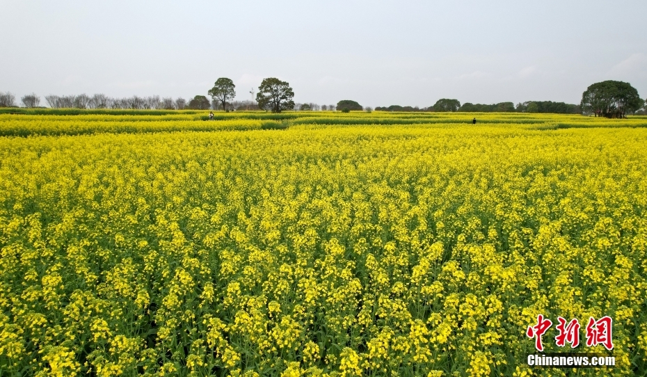 武汉油菜花次第开放湖光山色中尽享田园野趣