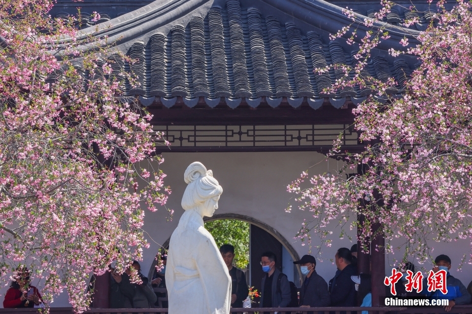 古都南京繁花次第盛放 花红柳绿 展画意江南!