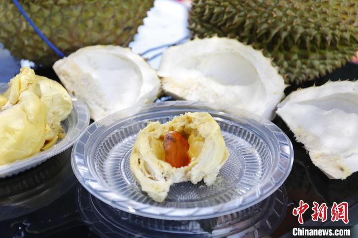 三亚市育才生态区榴莲种植基地展示的榴莲果肉