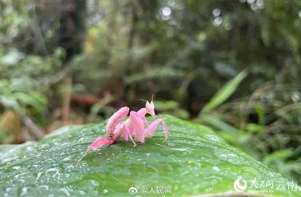 罕见的兰花螳螂