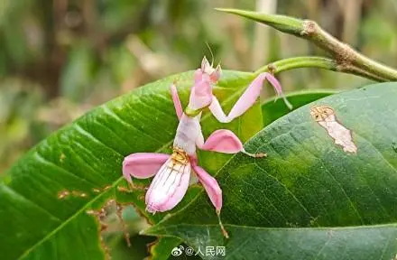 罕见的兰花螳螂