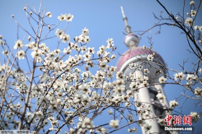 上海市市花——白玉兰昂扬绽放