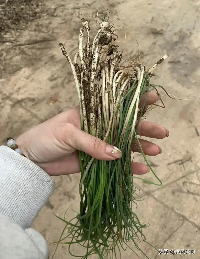 拔了路边的草，准备吃