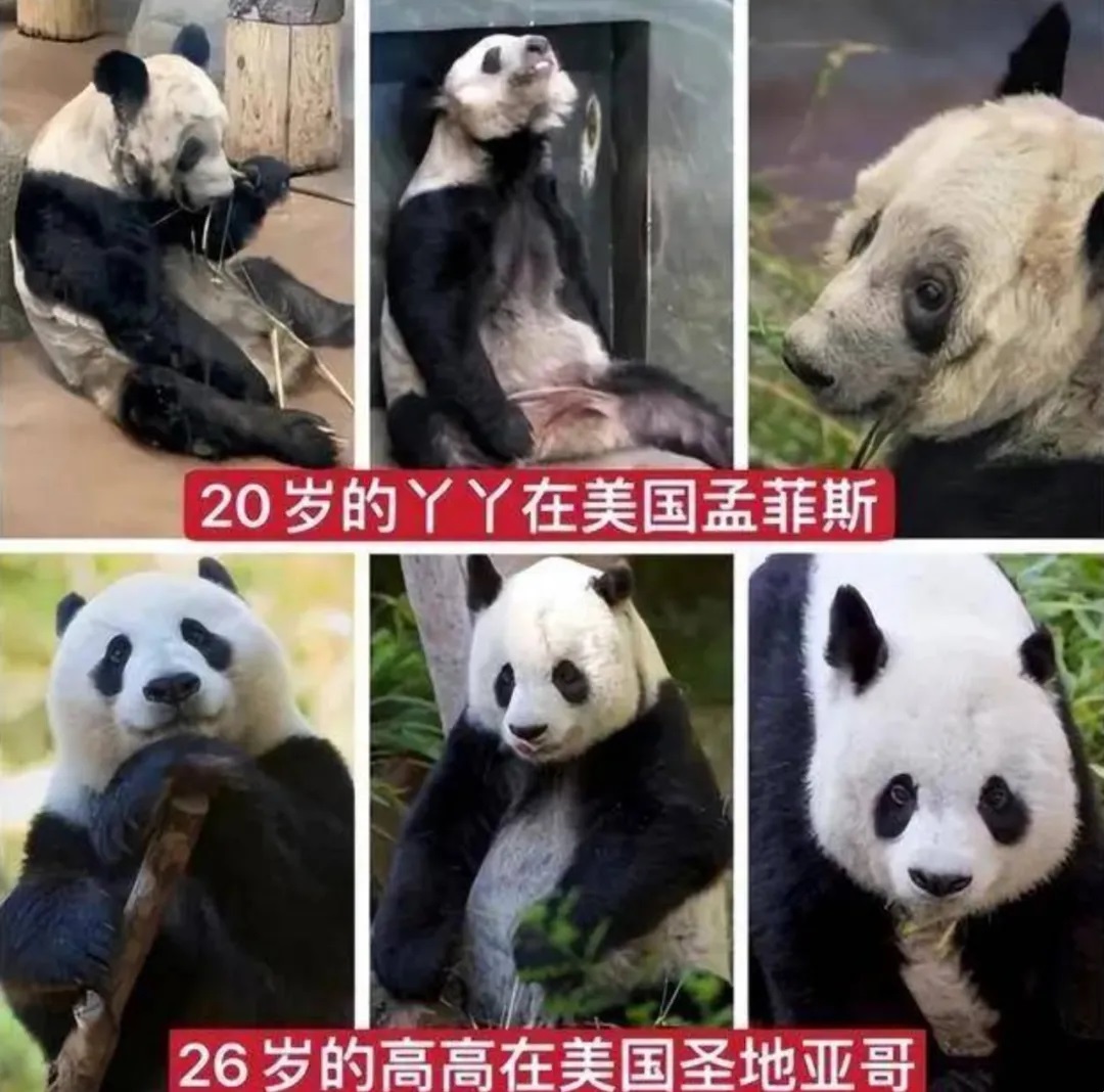 圣地亚哥动物园的“口碑”要比孟菲斯动物园好太多