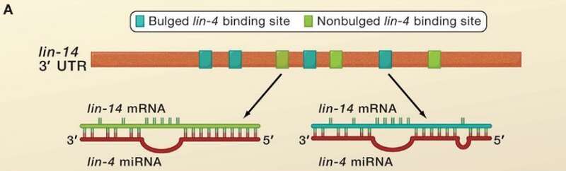 lin-4作用于lin-14的3’-UTR