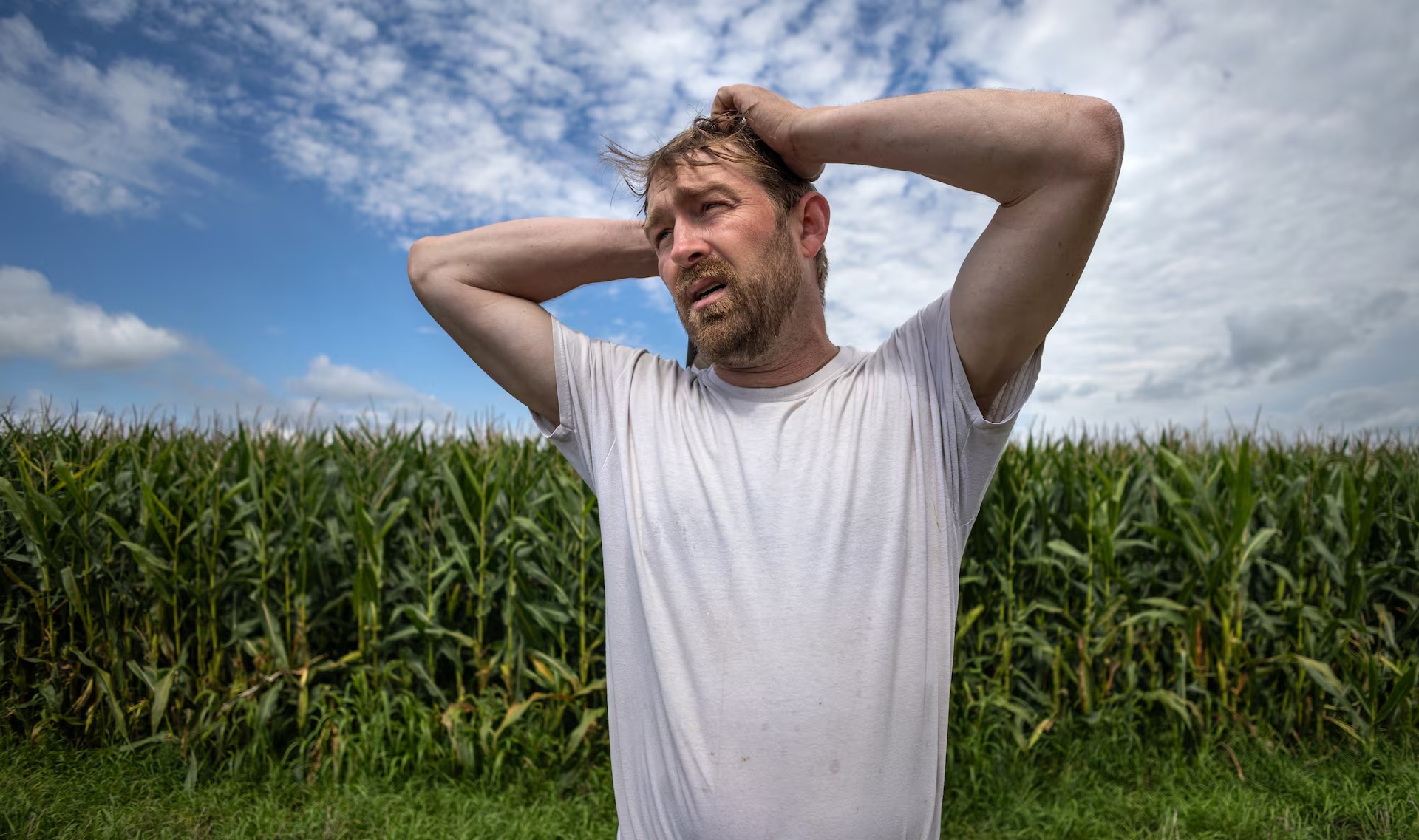 凯尔·温德兰在爱荷华州弗雷德里克斯堡的自家农场检查玉米田。他和其他巡视员发现了作物病害的迹象 ... ... ...